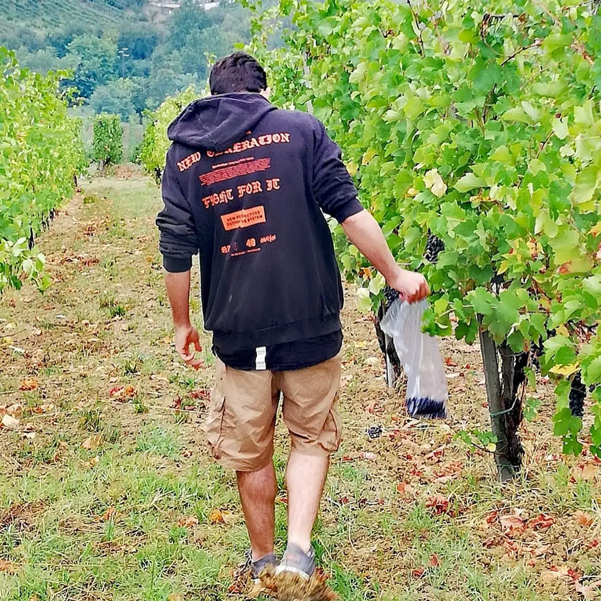 PROGETTO "Facciamo il Vino" - Cometa